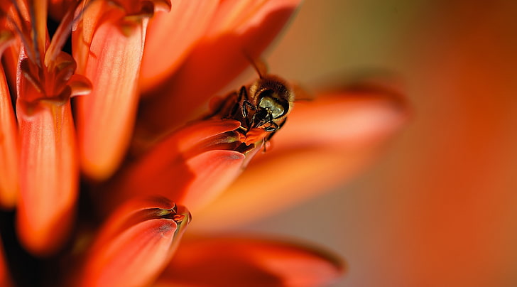 Honey Bee, Red Aloe Flower, Animals, Insects, Photography, Wings
