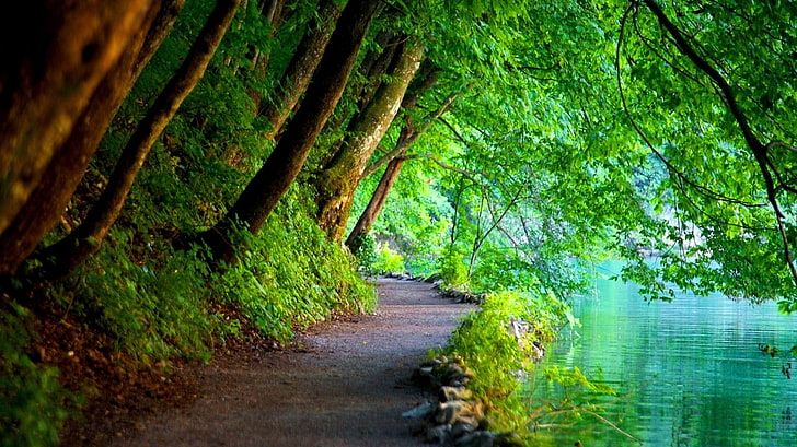 green leafed trees, nature, path, river, landscape, Croatia, plant, HD wallpaper