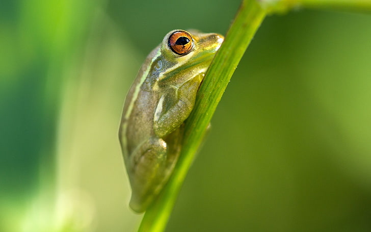 Frog grass green background-Animal Photo HD Wallpa.., brown and gray poison frog