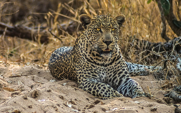 Leopard, wild cat, predator, sand