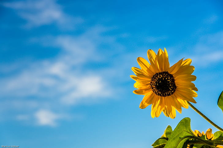 Hd Wallpaper Yellow Sunflower Under Blue Sky Low Angle Photo