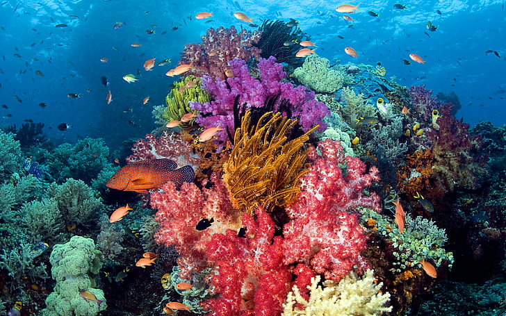 Ocean Seabed, Coral With Sumptuous Colors, Exotic Tropical Fish Underwater Fauna Wallpaper Hd Widesreen, HD wallpaper