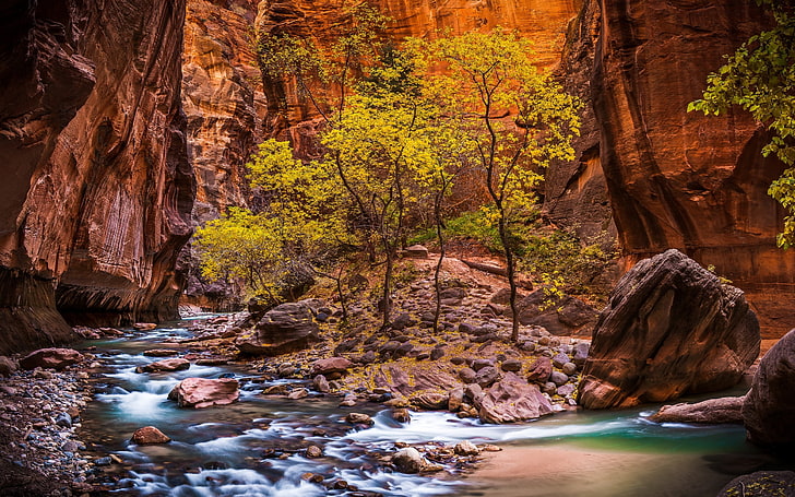 green tree, landscape, nature, Zion National Park, river, canyon, HD wallpaper