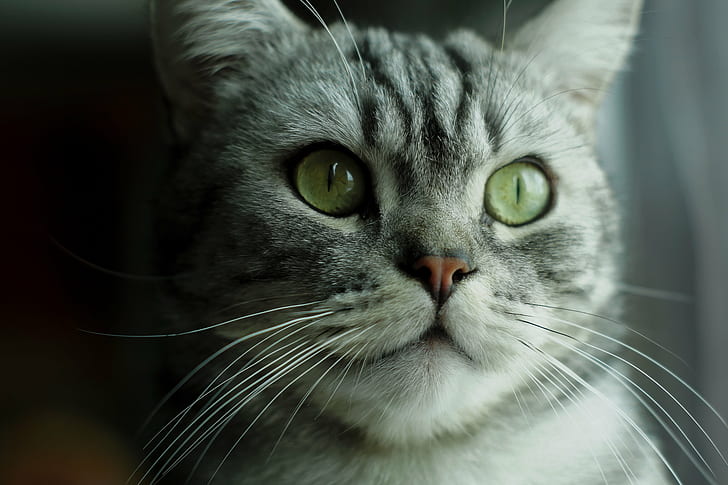 silver tabby cat up close photo, cat, Lewis, minolta  md, f1.7, HD wallpaper