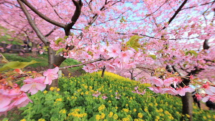 pink flowers, spring, bloom, tree, pink Color, nature, japan, HD wallpaper