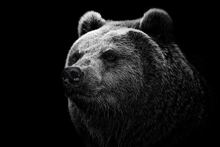black bear, grizzly bear, eyes, nose, animal, mammal, brown Bear
