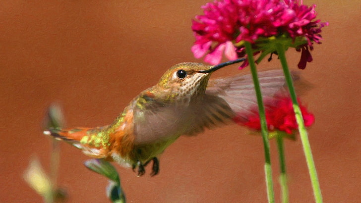 green and red bird figurine, hummingbirds, pink flowers, animal, HD wallpaper