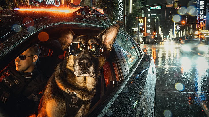 car, night, city, the city, lights, glasses, dog, police, uniform