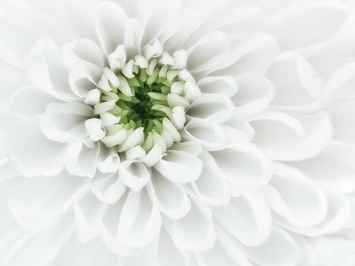 close up photography of white petaled flower, Purity, petals, HD wallpaper