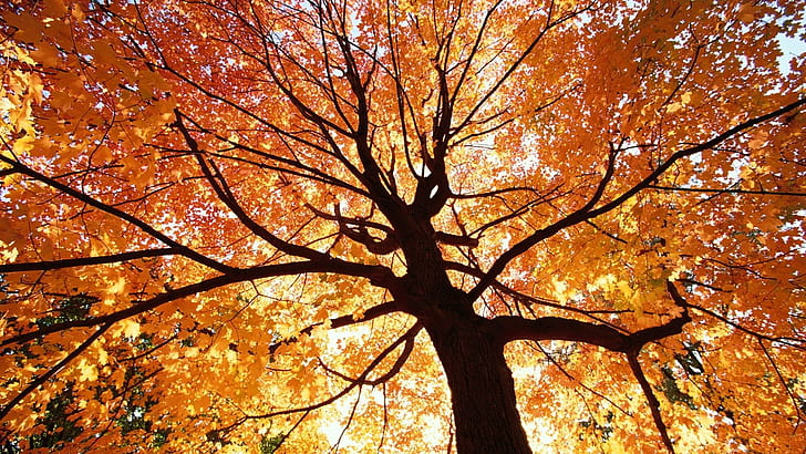 *** Beautiful Autumn Tree ***, natura, drzewa, jesien, roku, pora, HD wallpaper