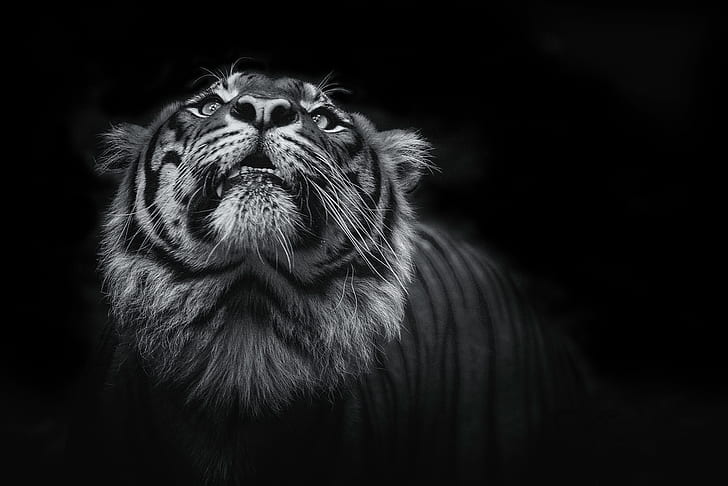 Cùng với hình ảnh chú hổ đầy quyền lực và uy nghi trên nền đen sẫm, bức tranh Tiger 4K còn mang lại cho bạn một trải nghiệm thú vị trong khám phá thế giới động vật hoang dã. Hãy chiêm ngưỡng và khám phá sự đa dạng của sự sống trên hành tinh này!