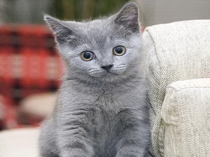 cute factor animal blue cat kitty russian Sweet HD, animals, HD wallpaper