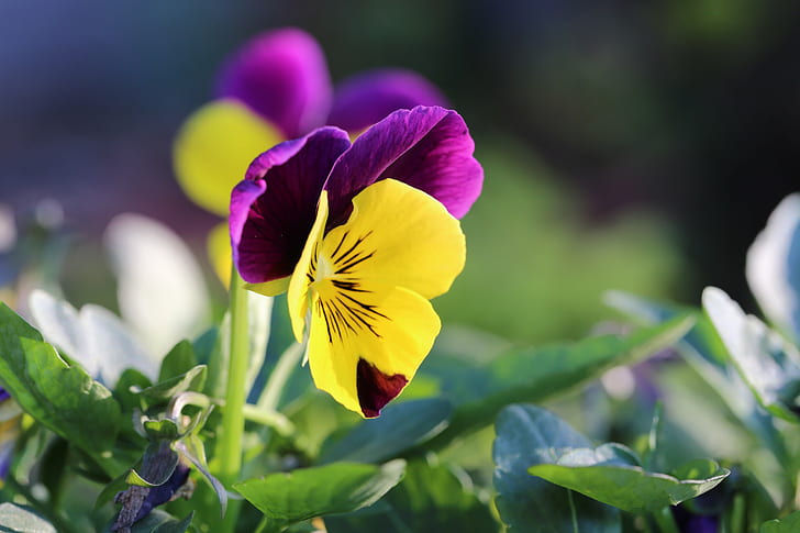 purple and yellow petaled flower in closeup photography, pansies, pansies