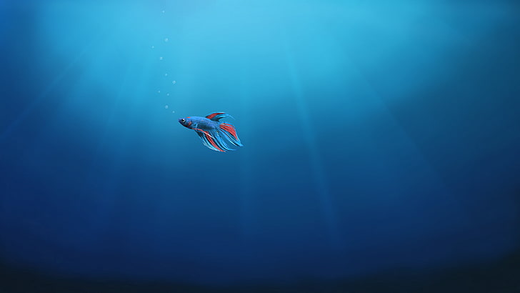 Alone, Underwater, Windows 10, Fish, 4K HD wallpaper