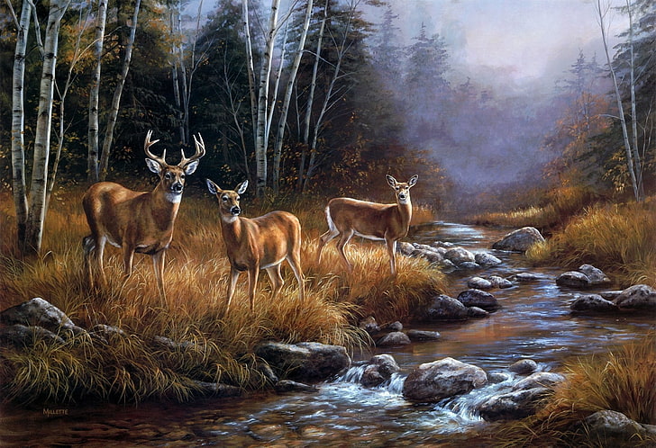Animal, Deer, Fall, Stag, Stream, Wildlife