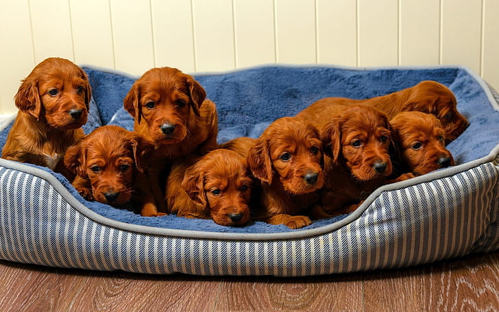Cute Brown Puppies, puppy, HD wallpaper