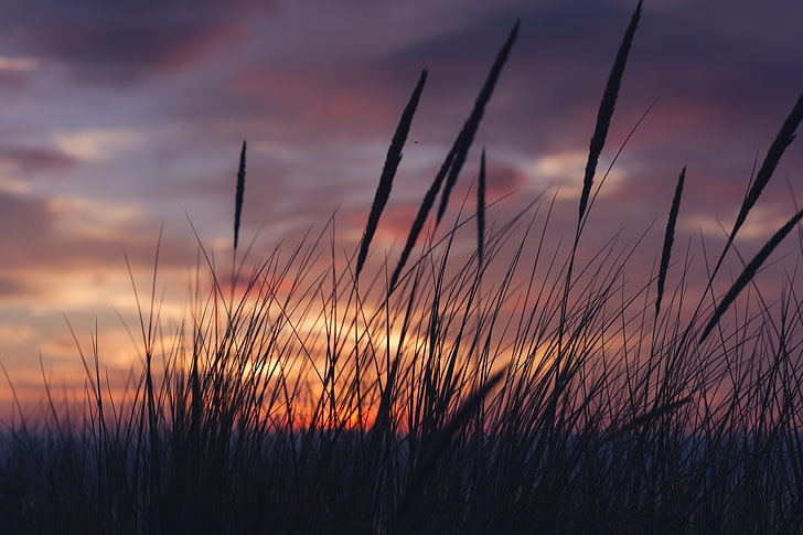 silhouette of grass during golden hour, sunset, landscape, clouds, HD wallpaper