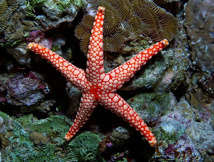 Fromia monilis, underwater, Indian, sea, red, tourism, sea star, HD wallpaper