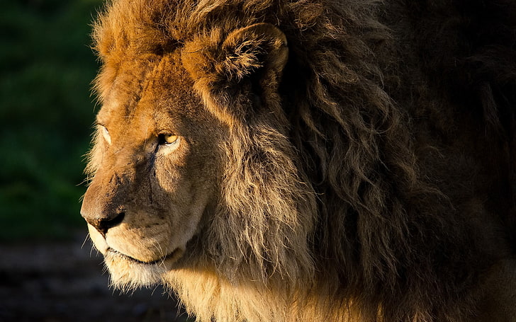 HD wallpaper: brown lioness, look, face, Leo, mane, curls, panthera leo,  animal | Wallpaper Flare