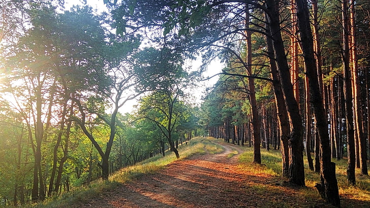 green trees during daytime, landscape, nature, pine trees, evening