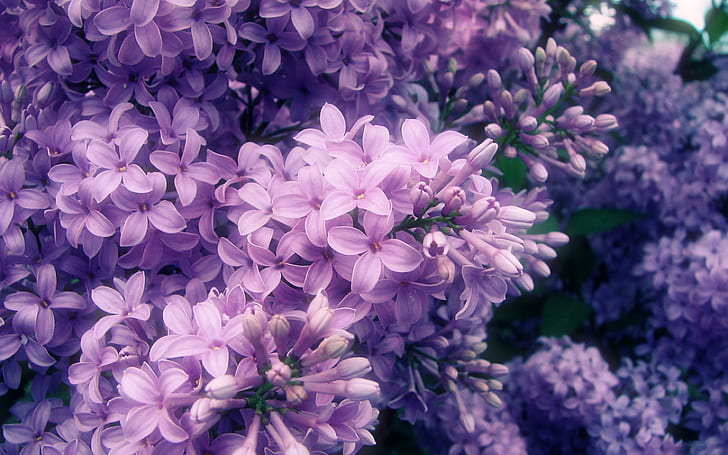 flowers, nature, petals, spring, purple flower, HD wallpaper