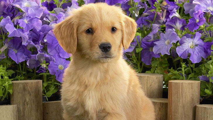 puppy, dog, cute, doggie, HD wallpaper