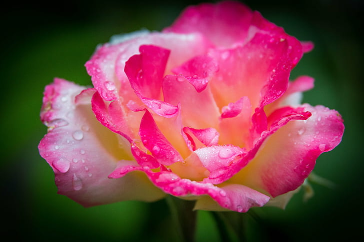 macro photography of pink and white rose with raindrops, rose