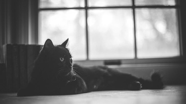 black cat on floor, animals, window, monochrome, domestic, domestic animals, HD wallpaper