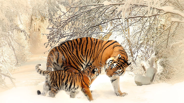 Cub, Tiger, Winter, Snow, 4K