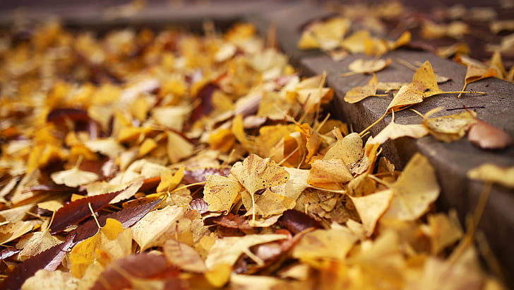 yellow dried leaves, tokyo, japan, tokyo, japan, Sigma, 35mm