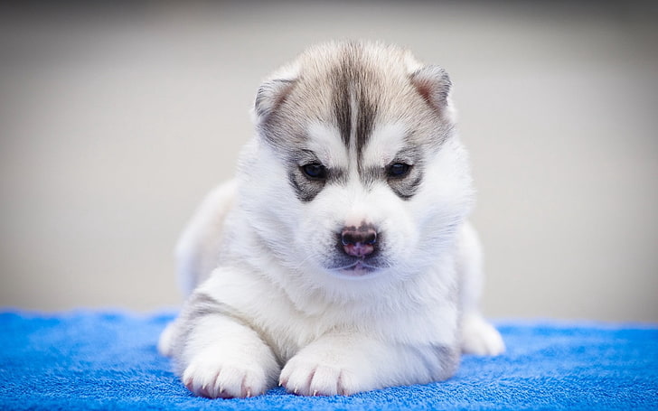 brown and white Siberian husky puppy, dog, muzzle, beautiful