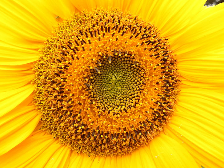 macro shot of sunflower, sunflower, yellow, nature, summer, plant, HD wallpaper