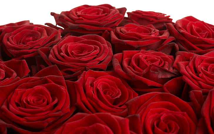 My Love Is Like These Red Red Roses.., sweetheart, respect, courage, HD wallpaper
