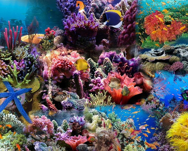 school of fish, reef, coral, underwater, sea, nature, animal, HD wallpaper