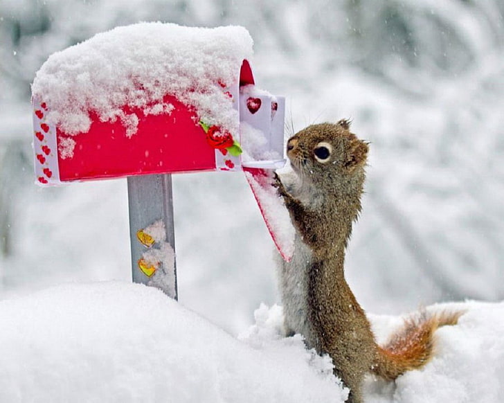 HD wallpaper: winter snow animals squirrels sparrow mail 1280x1024 Animals  Squirrels HD Art | Wallpaper Flare