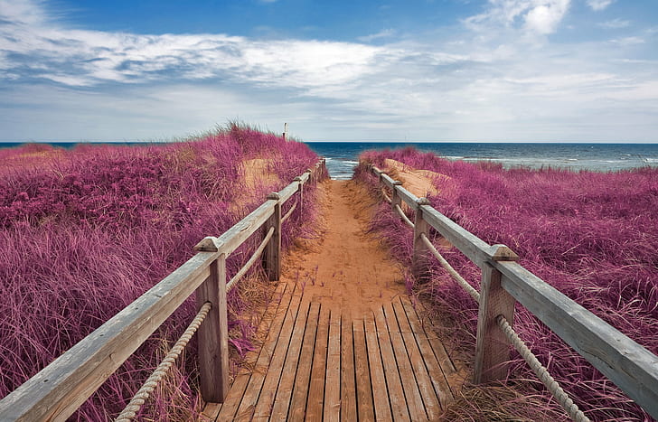 brown wooden dock near sea beside purple flowers, Pink, Beach