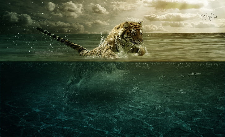 HD wallpaper: Tiger Playing in Water, tiger in body of water wallpaper,  Aero | Wallpaper Flare