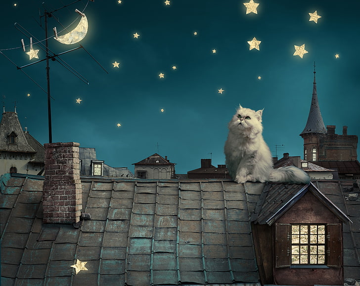 white cat and house illustration wallpaper, animals, stars, Moon