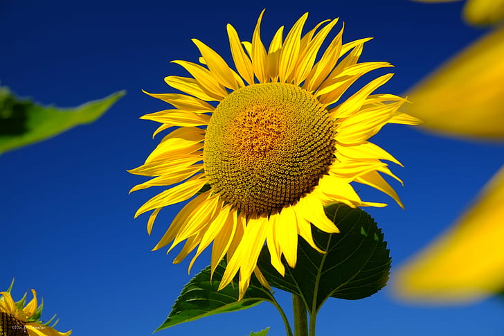 selective focus photography of sunflower, est, été, Fleur, Tournesol, HD wallpaper