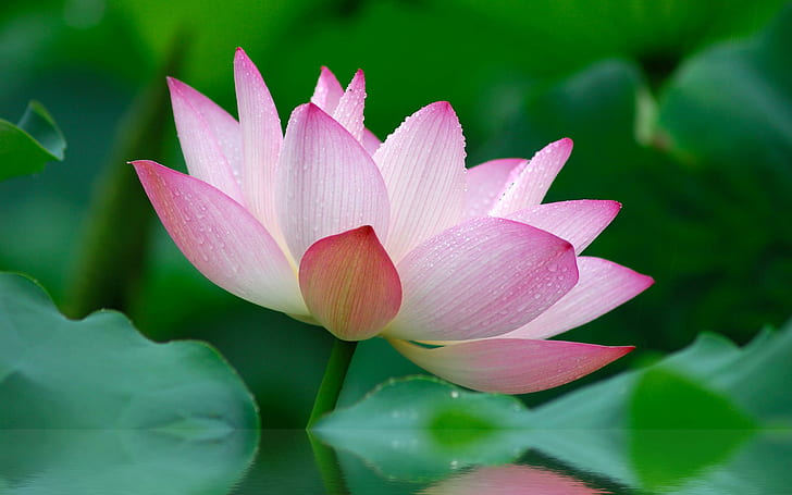 Nature Flower Garden Wild Pink Lily Lotus Image Gallery, pink and white lotus flower