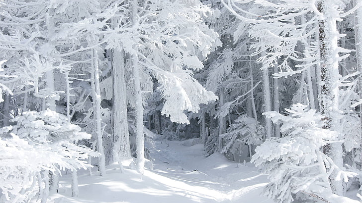 forest, nature, snow, widescreen, winter, HD wallpaper