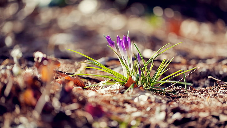 green and red leaf plant, nature, flowers, blurred, crocus, purple flowers, HD wallpaper