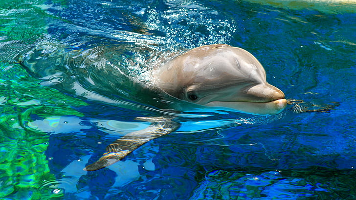 dolphin in body of water, Yerevan Dolphinarium, Armenia, Waves, HD wallpaper