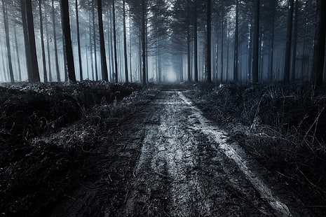 HD wallpaper: scary forest, path, trees, dark, fog, dirt road, Nature |  Wallpaper Flare