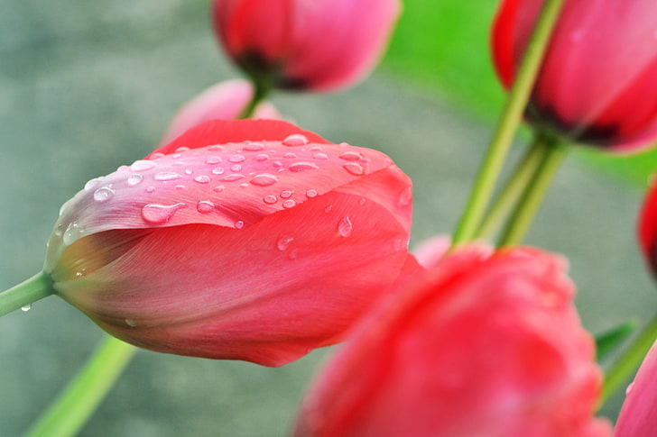 pink flowers, spring, rain, tulips, fresh, Daisy, flowering plant, HD wallpaper