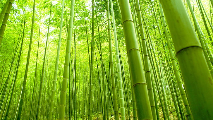 HD wallpaper: Bamboo Forest, Nature, Green, Fresh | Wallpaper Flare