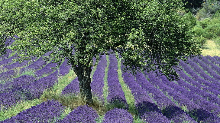 purple petaled flower bed, France, landscape, field, lavender, HD wallpaper