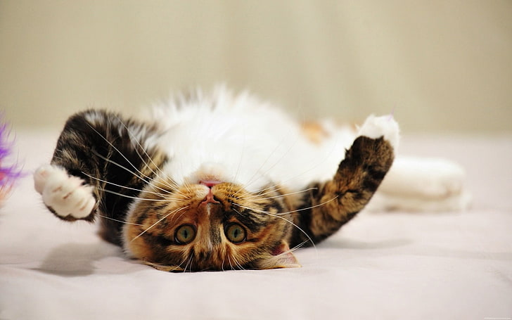 rolled over playful cat-Animal photo wallpapers, calico cat, animal themes, HD wallpaper