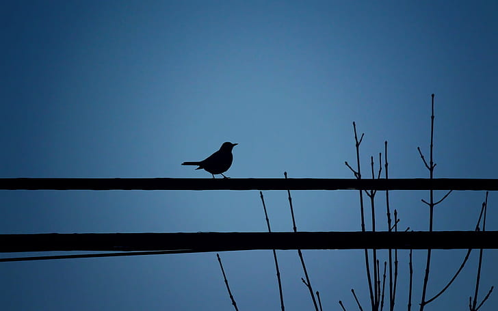 silhouette of bird on tree during nighttime, Montreal  Quebec, HD wallpaper