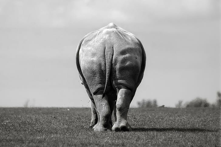 Ludovic Nicaise, animals, monochrome, nature, rear view, HD wallpaper